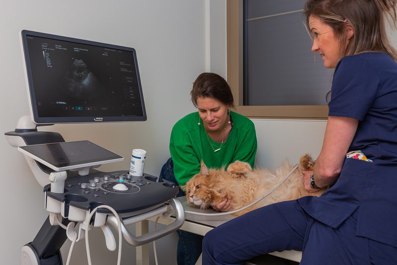 Echografie